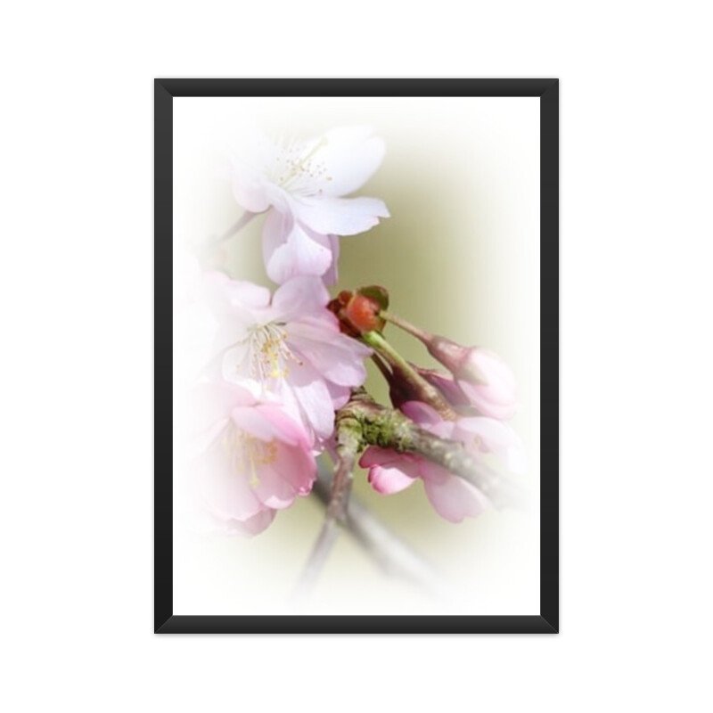 Floral Poster Cherry Blossom