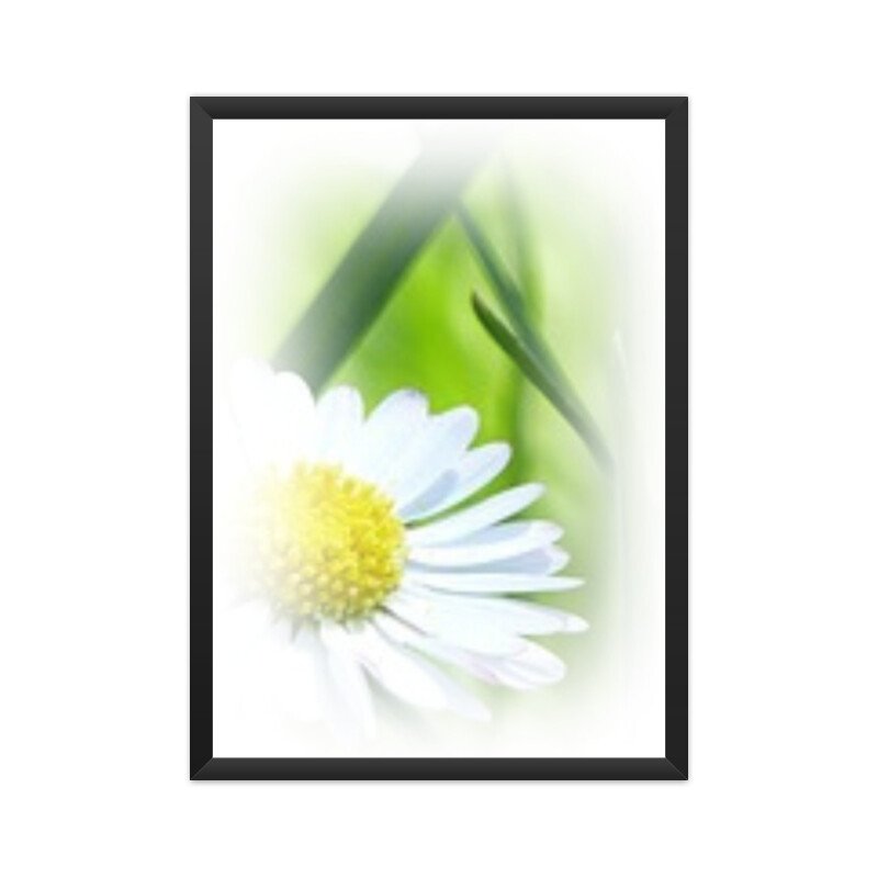 Poster Green BG White Flower 03