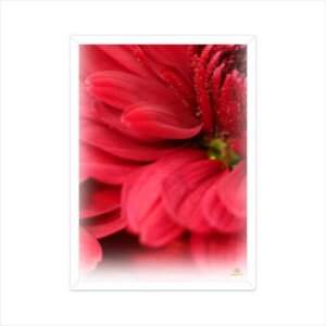 Framed Red Floral Poster 01