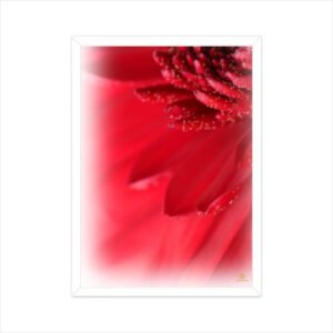 Framed Red Floral Poster 02