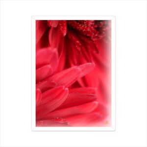 Framed Red Floral Poster 03